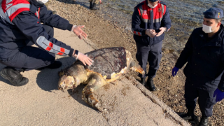 İzmir'de bir caretta caretta sahilde cansız halde bulundu