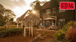 Kenya'da zürafalarla çevrili bir butik otel "Giraffe Manor"