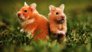 Koronavirüs, hamsterlardan insanlara geçebiliyor