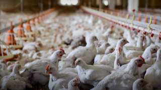 'Kuş gribi' paniği: 200 binden fazla tavuk itlaf edildi