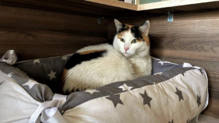 Sinop Hükümet Konağı'nın sevimli misafiri kedi 'Pakize'