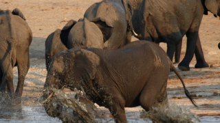 Sri Lanka’da plastik atıkları yutan 2 fil daha öldü