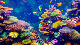 Tahiti açıklarında büyük mercan resifi keşfedildi