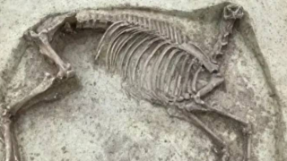 Almanya’da 1400 yıllık başsız at iskeleti bulundu