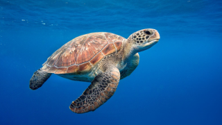Deniz kaplumbağaları depremleri algılayabilir mi?