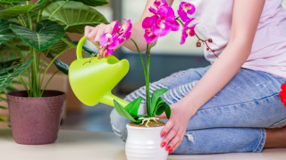 Evde orkide bakımı nasıl yapılır?