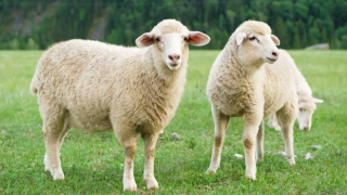 Koyunlara biyonik göz takıldı