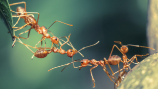 Araştırma: Karıncalar kanserli hücreleri koklayarak ayırt edebiliyor