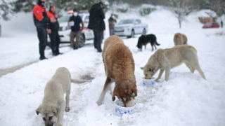 Kartal Belediyesi Karla Mücadele Çalışmalarını Sürdürüyor