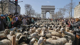 Paris'in ünlü caddesini koyunlarla doldu