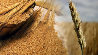 Rusya-Ukrayna savaşından sonra buğday fiyatlarında rekor artış