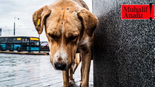 Sokak köpekleri özgürce dolaşmalı mı? İtlaf mı edilmeli?