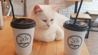 Ukrayna'nın Lviv kentinde savaşa direnen kedili kafe