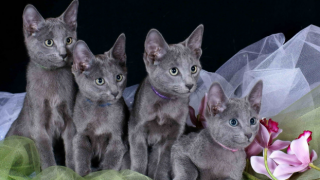 Uluslararası Kedi Federasyonu'ndan Rus kedilerine "yaptırım" kararı