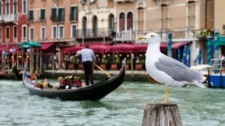 Venedik'teki otelcilerin martılarla başı dertte