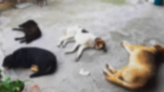 İzmir Dikili'de sokak köpekleri zehirli sosisle katledildi