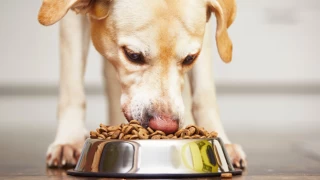 Vegan beslenme köpekler için daha sağlıklı