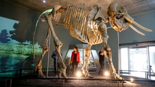 3 bin 500 yıllık antik fil iskeleti