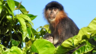 Borneo'da gizemli bir melez maymun görüldü