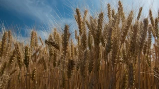 Buğday fiyatları rekor seviyeye yaklaştı