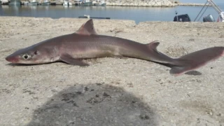 Edirne'de balıkçı oltasına camgöz köpekbalığı takıldı