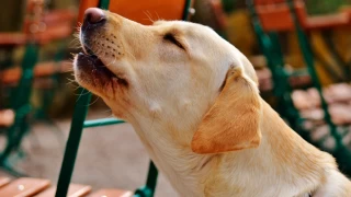 Köpekler ezan sesini duyduklarında neden ulurlar?