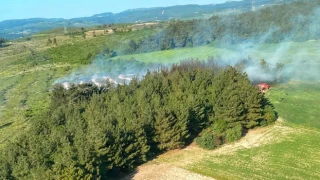 Soma'daki orman yangınında 1 hektarlık alan tahrip oldu