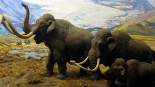 Kanada'da on binlerce yıllık mamut bulundu