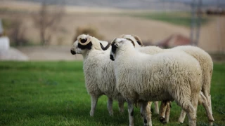 Kurbanlık fiyatları ne kadar? 2022 koç, koyun, keçi ve dana kesim fiyatları