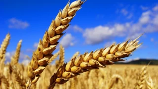 Tarım ve Orman Bakanlığı'ndan buğday satışı açıklaması