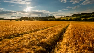 Türkiye, Venezuela'da buğday ekecek