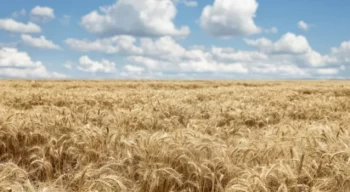 Buğday fiyatları son 5 ayın en düşük seviyesinde