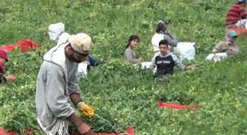 CHP’li Tutdere: Mevsimlik tarım işçileri hak ettiklerini almalı
