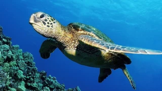 Japonya’da birçok deniz kaplumbağası boyunlarından bıçaklanmış şekilde bulundu