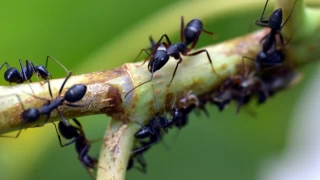 Karınca istilasıyla nasıl mücadele edilir?
