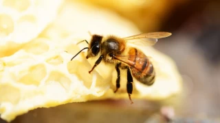 Kraliçe arı sendromu nedir?