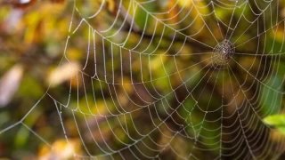 Örümcekler ağları nasıl oluşturur?