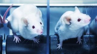 Tarihte ilk kez ‘ölü bir farenin deri hücresinden’ yeni fareler klonlandı