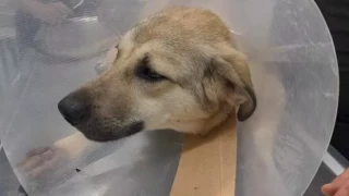 Ankara'da bekçi sokak köpeğini bacağından vurdu