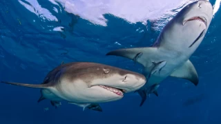 Bahamalar'da köpek balığı saldırısına uğrayan kadın kurtarılamadı