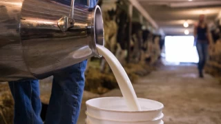 Çiğ süte verilen destek primi litre başına 50 kuruşa yükseldi