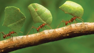 Dünya'da kaç karınca var?