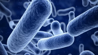 Süper bakteri tehlikesi! Hızla yayılıyor, cinsel yolla bulaşıyor