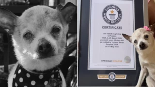 Dünyanın en yaşlı köpeği Pebbles hayatını kaybetti