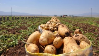 Patates hasadı başladı; 40 bin ton rekolte bekleniyor