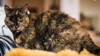 26 yaşındaki Flossie artık dünyanın en yaşlı kedisi