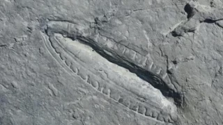 550 milyon yıllık fosilde dünyanın en eski yemeğinin izleri bulundu