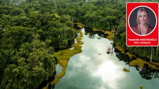 Bir İngiliz, bir Amerikalı bir gün Amazon ormanlarına giderler