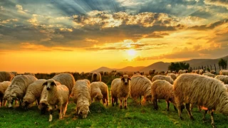 Koyunlar, ortak akla ulaşıp liderlerini belirli sürelerle değiştiriyor