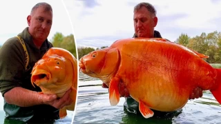 Olta atarken 30 kiloluk Japon balığı yakaladı